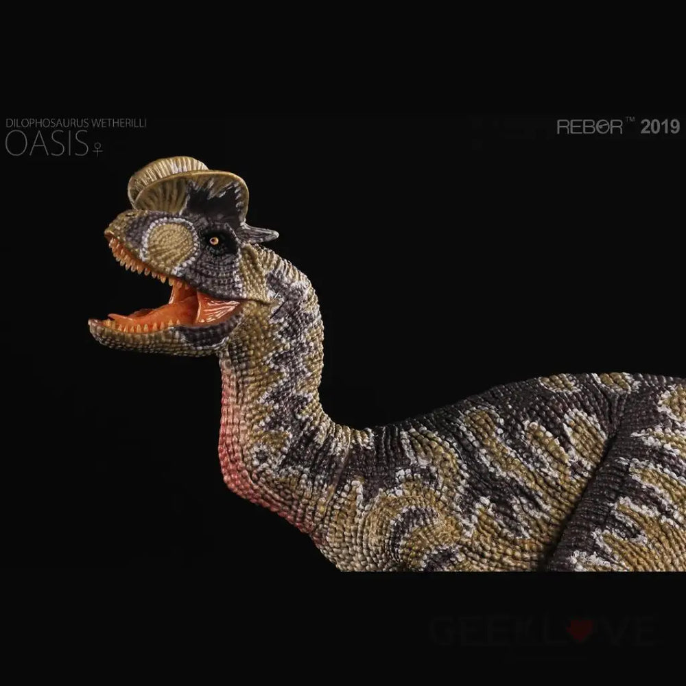 Rebor Dilophosaurus Wetherilli Oasis 1/35 Scale Back Order Price