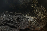 Alien 40th Anniversary Series 16 Set of 3 Figures - GeekLoveph