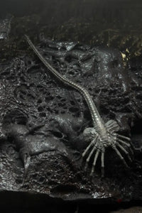 Alien 40th Anniversary Series 16 Set of 3 Figures - GeekLoveph