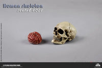COO Model: 1/6 Scale The Human Skeleton Figure (Diecast Alloy) - GeekLoveph