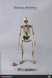 COO Model: 1/6 Scale The Human Skeleton Figure (Diecast Alloy) - GeekLoveph