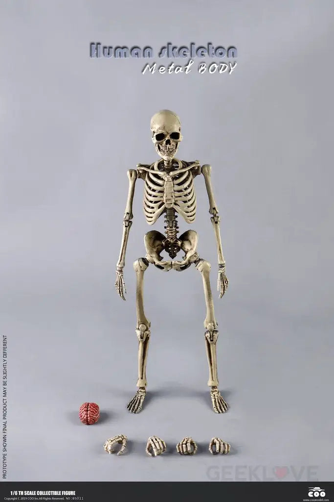 COO Model: 1/6 Scale The Human Skeleton Figure (Diecast Alloy) - GeekLoveph