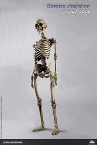 COO Model: 1/6 Scale The Human Skeleton Figure (Diecast Alloy) - GeekLoveph
