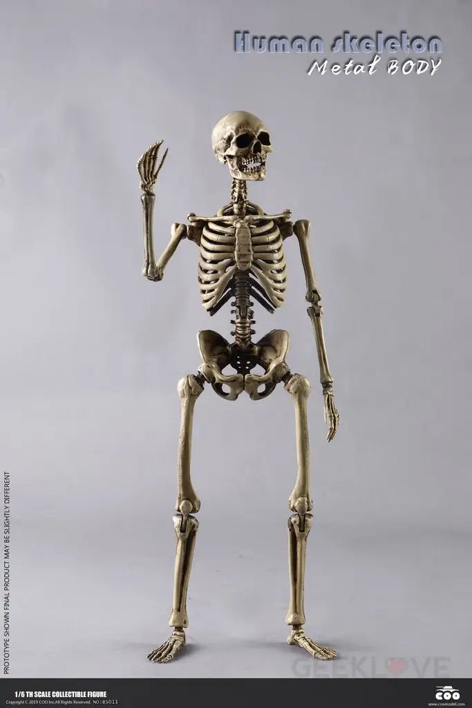 COO Model: 1/6 Scale The Human Skeleton Figure (Diecast Alloy) - GeekLoveph