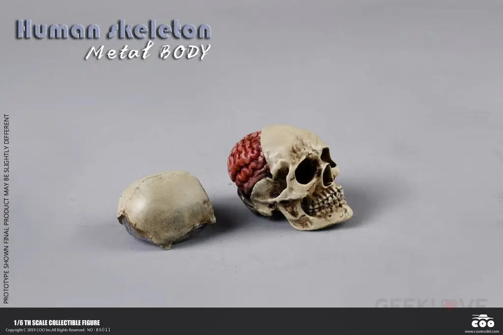 COO Model: 1/6 Scale The Human Skeleton Figure (Diecast Alloy) - GeekLoveph