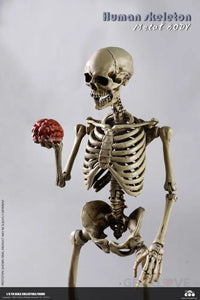 COO Model: 1/6 Scale The Human Skeleton Figure (Diecast Alloy) - GeekLoveph