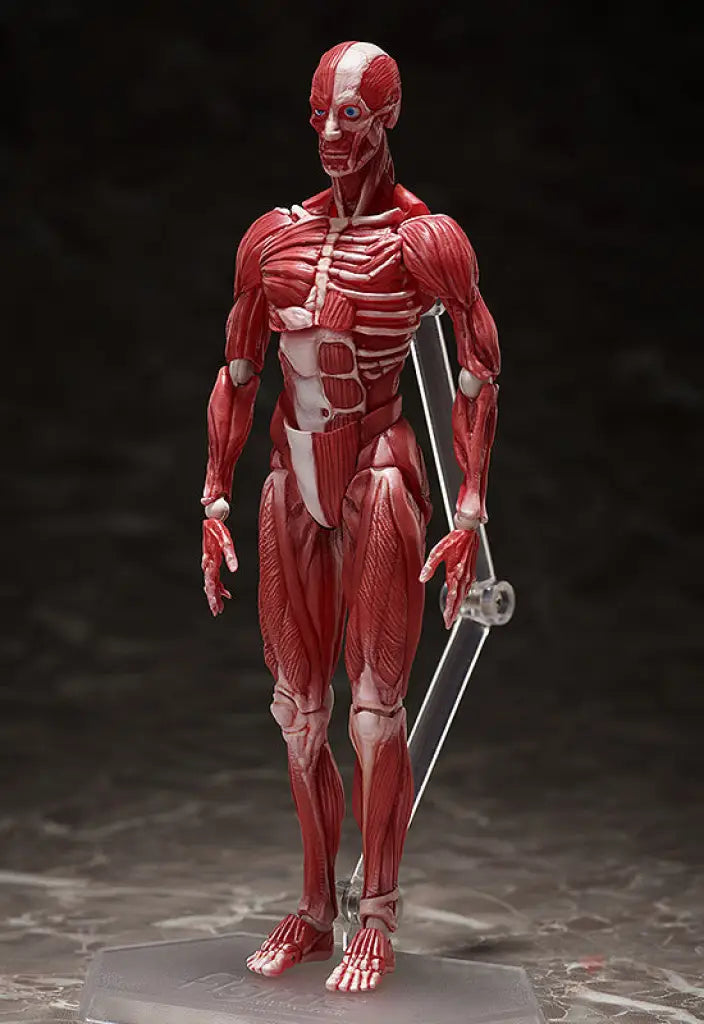 figma Human Anatomical Model - GeekLoveph