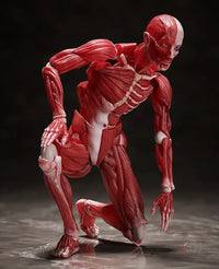 figma Human Anatomical Model - GeekLoveph