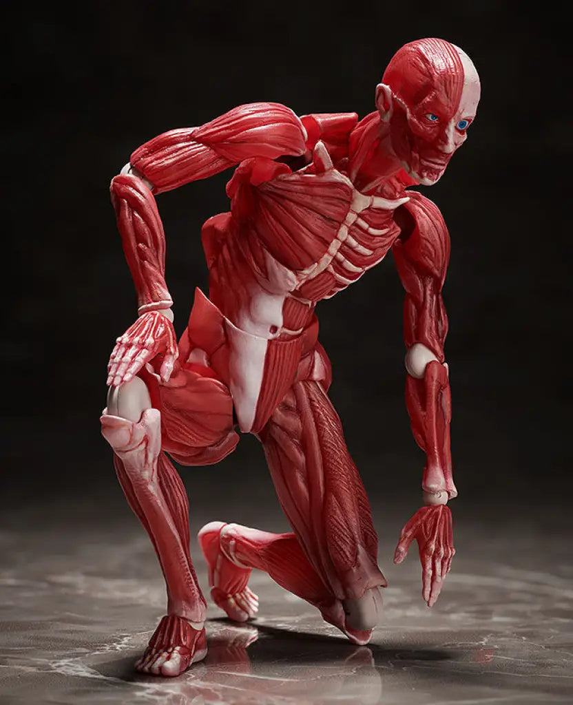 figma Human Anatomical Model - GeekLoveph