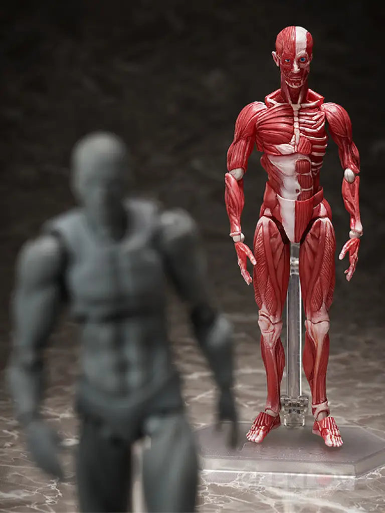 figma Human Anatomical Model - GeekLoveph