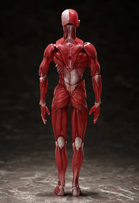 figma Human Anatomical Model - GeekLoveph