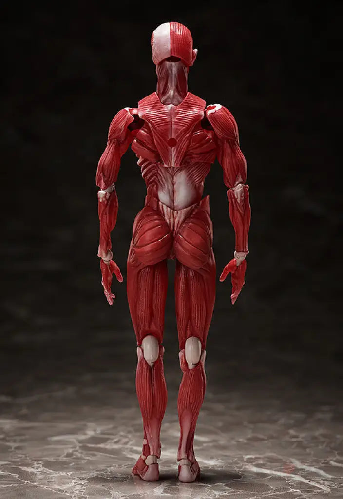 figma Human Anatomical Model - GeekLoveph