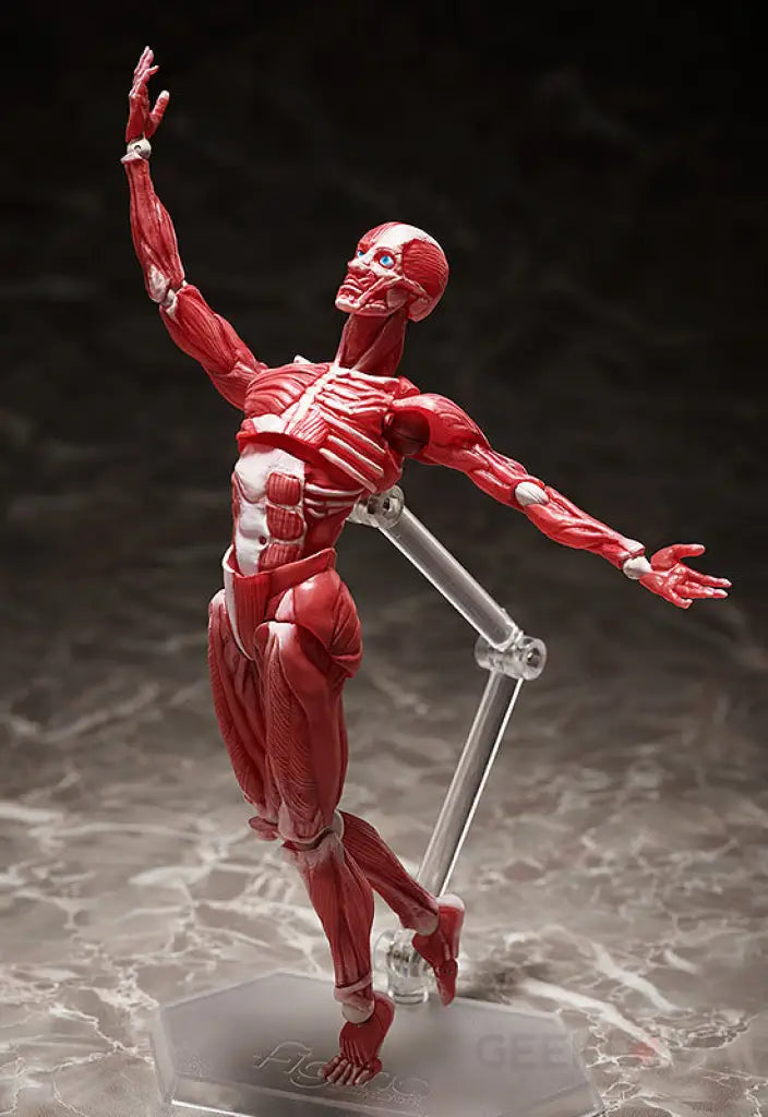 figma Human Anatomical Model - GeekLoveph