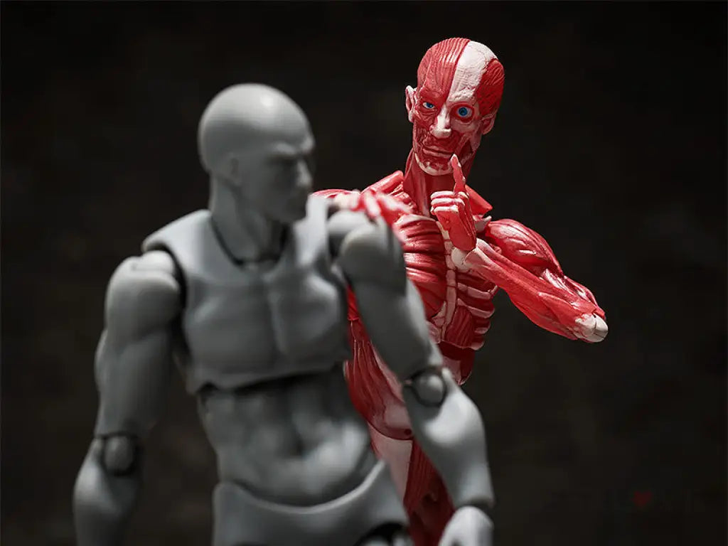 figma Human Anatomical Model - GeekLoveph