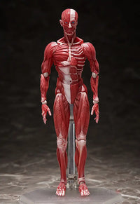 figma Human Anatomical Model - GeekLoveph