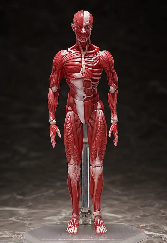 figma Human Anatomical Model - GeekLoveph