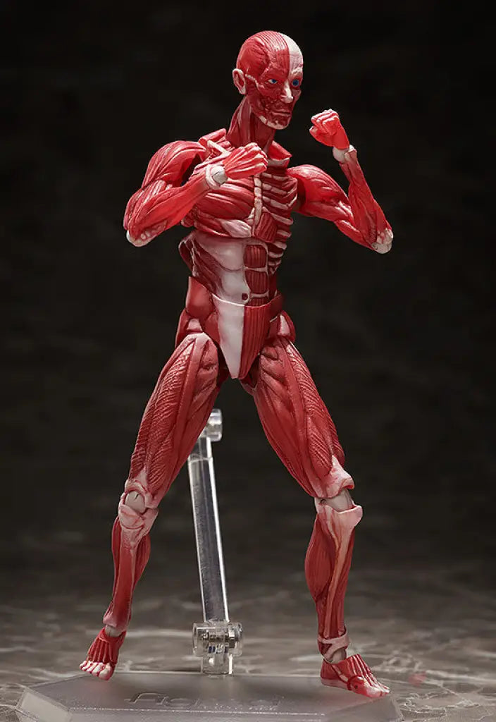 figma Human Anatomical Model - GeekLoveph