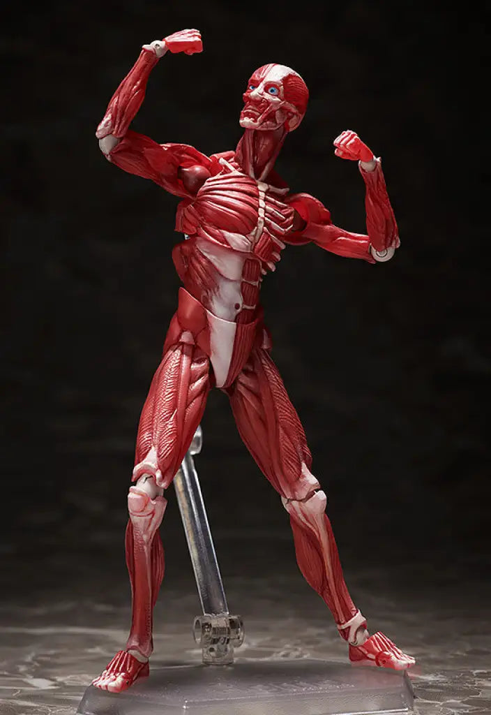 figma Human Anatomical Model - GeekLoveph