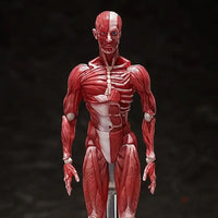 figma Human Anatomical Model - GeekLoveph