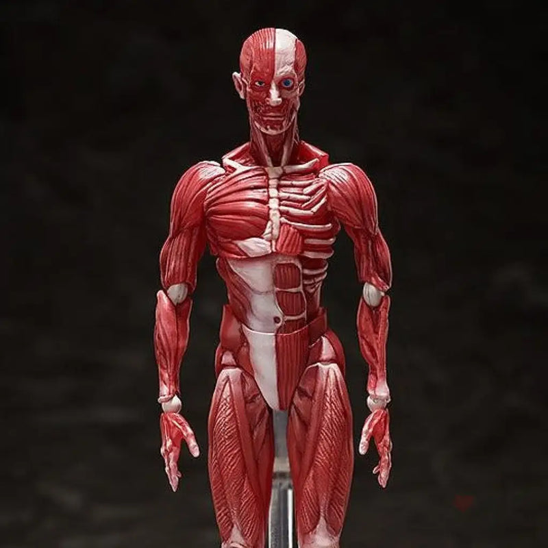 figma Human Anatomical Model