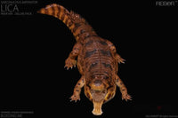 Rebor 1:35 Sarcosuchus Imperator Lica Museum Class Replica Deluxe Pack River Ver. Dinosaur