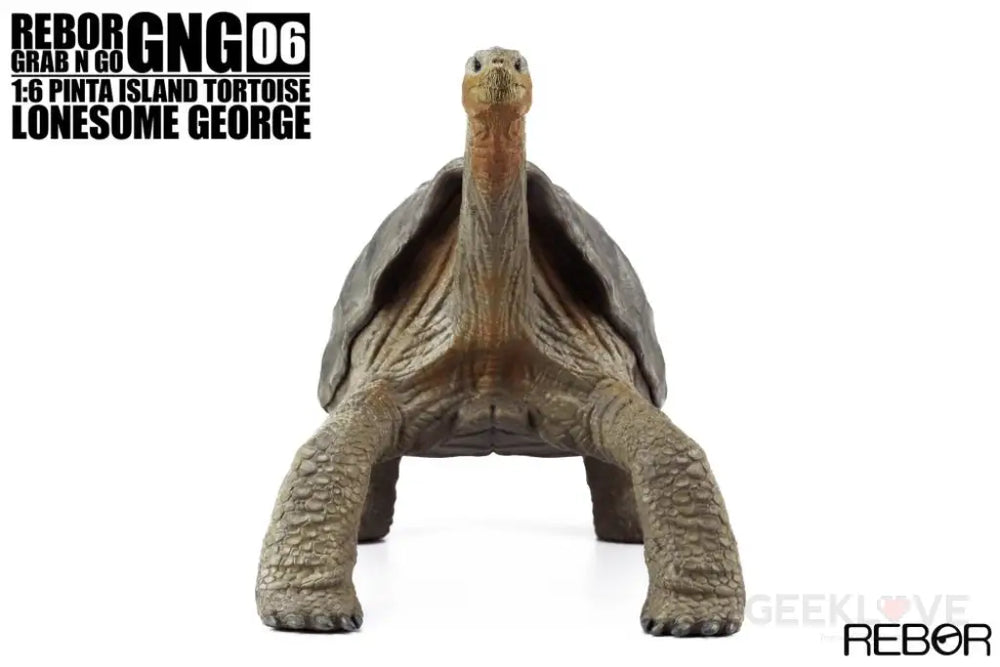 Rebor Gng 06 1:6 Pinta Island Tortoise Lonesome George Dinosaur