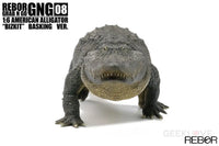 Rebor Gng 08 1:6 American Alligator Bizkit Basking Ver. Dinosaur