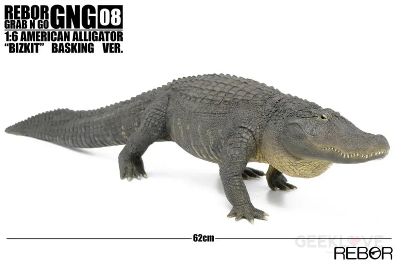 REBOR GNG 08 1:6 American Alligator 