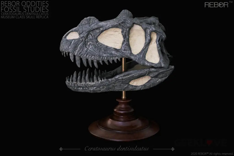Rebor Oddities Fossil Studies Ceratosaurus Dentisulcatus Museum Class Skull Replica