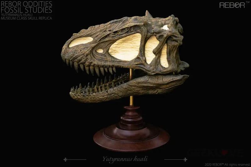 Rebor Oddities Fossil Studies Yutyrannus Huali Museum Class Skull Replica