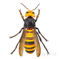 Revoltech RevoGeo Vespa Mandarinia (Asian Giant Hornet) - GeekLoveph