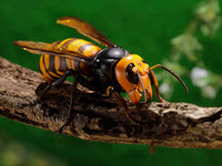 Revoltech RevoGeo Vespa Mandarinia (Asian Giant Hornet) - GeekLoveph