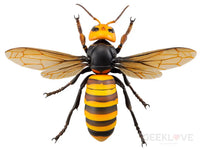 Revoltech RevoGeo Vespa Mandarinia (Asian Giant Hornet) - GeekLoveph